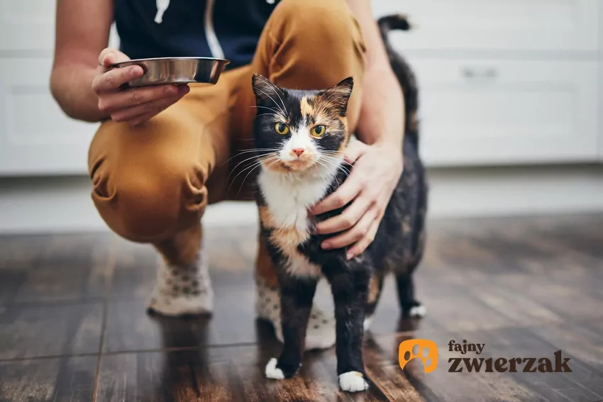 Kot patrzy w kamerę, w tle człowiek z miską