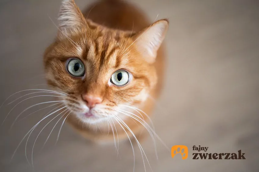 Kot patrzy się w obiektyw