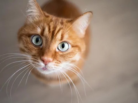 Dlaczego koty patrzą w oczy wybranym?