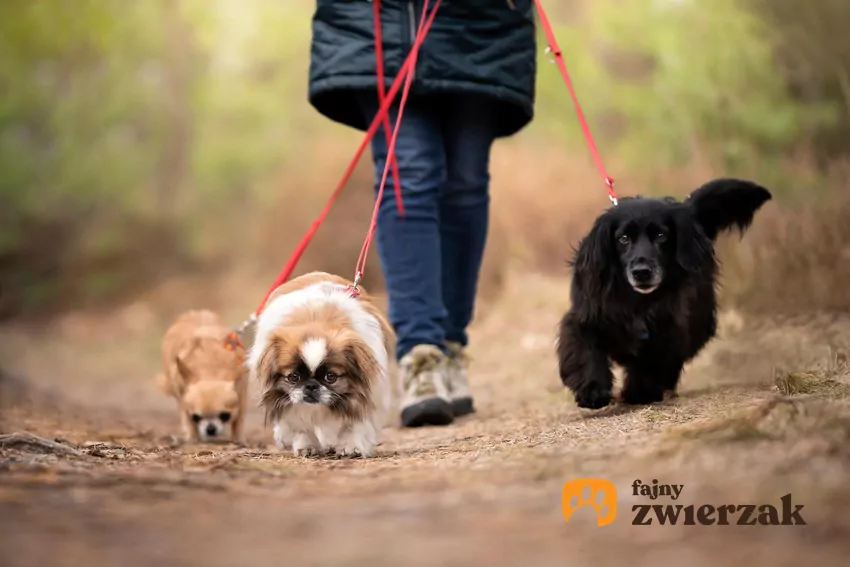 Kilka psów na spacerze