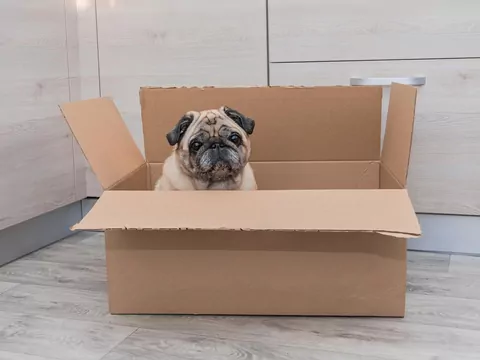 Przeprowadzka z psem