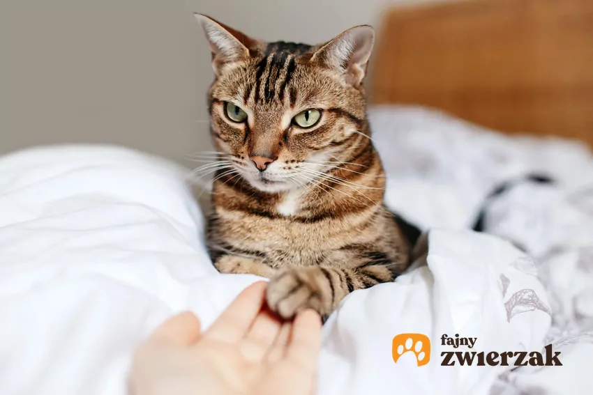 Badania naukowe oraz obserwacje opiekunów wskazują, że większość kotów potrafi odróżnić swoje imię od innych słów Kot trzyma łapkę na ludzkiej dłoni