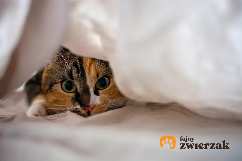 Kot pod kołdrą