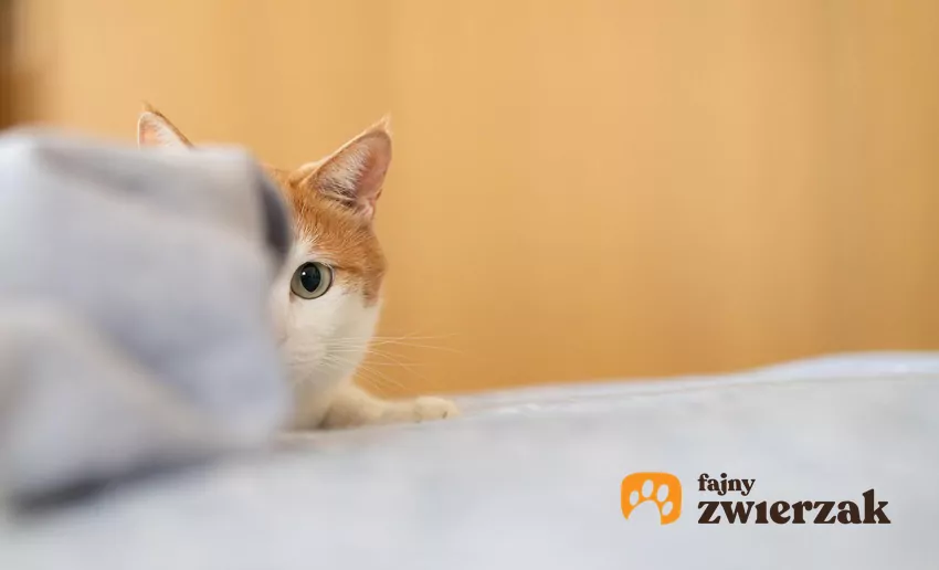 Kot wyglądający zza pościeli