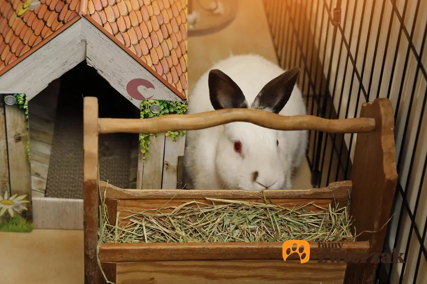 Królik przy paśniku z sianem