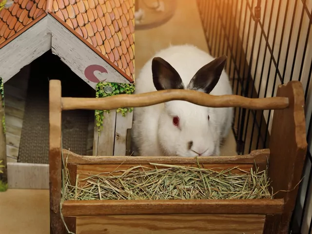 Dieta królika z delikatnym żołądkiem