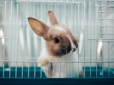 Higiena w mieszkaniu z królikiem