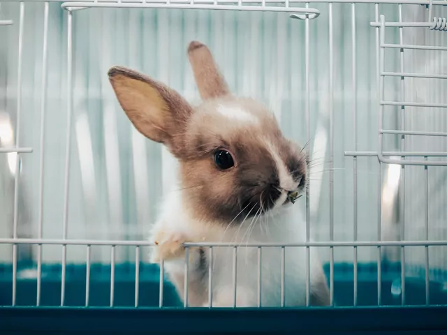 Higiena w mieszkaniu z królikiem