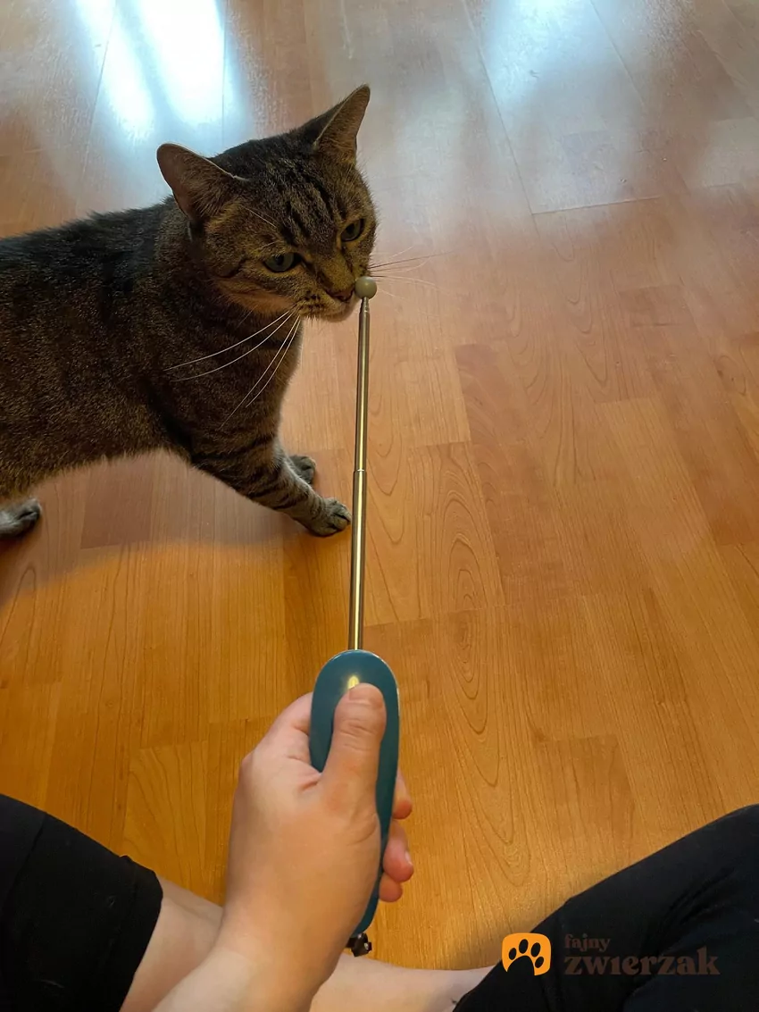 Trening klikerowy kota