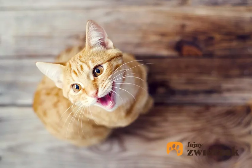 Rudy kot z otwartym pyszczkiem