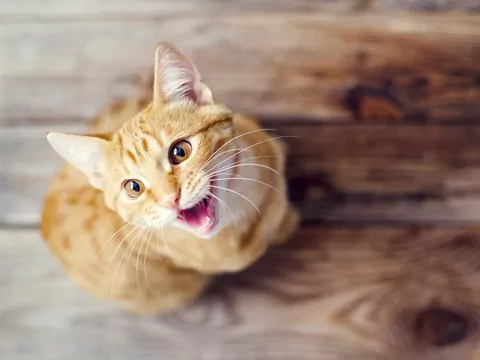 Kot miauczy tylko do jednej osoby