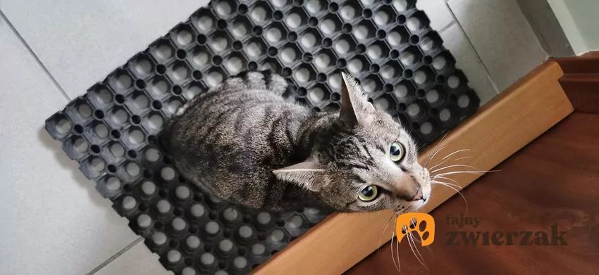 Kot siedzi na wycieraczce