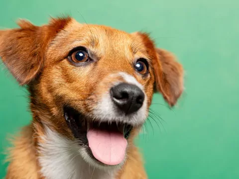 Czy pies rozpoznaje swoje imię?