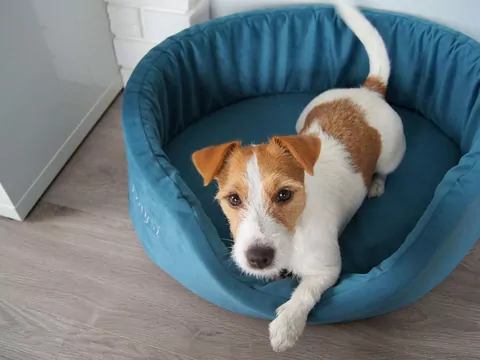 Jak dobrać kolor legowiska dla psa?