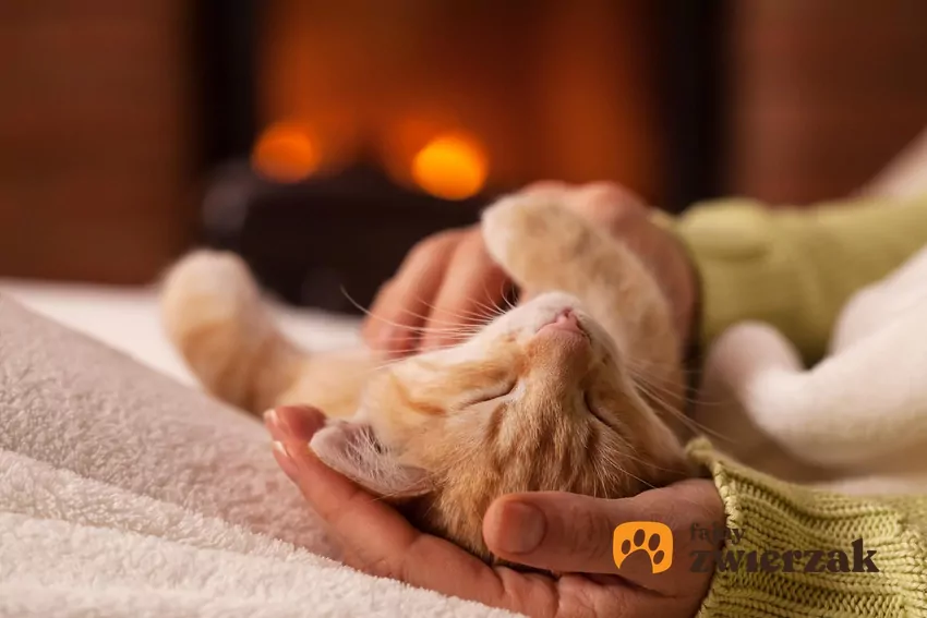 Warto podkreślić, że chowanie głowy w dłoń nie zawsze jest zaproszeniem do intensywnych pieszczot. Kot leży do góry nogami na ludzkich kolanach