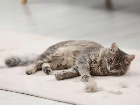 Jak przetrwać linienie kota?