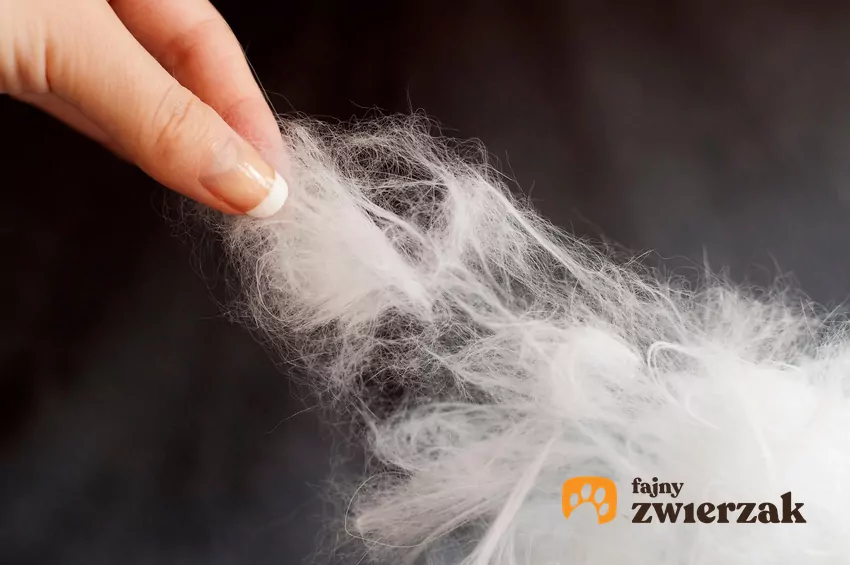 Nadmierne lub nagłe linienie może być sygnałem problemów zdrowotnych Kłąb sierści rozciągany palcami