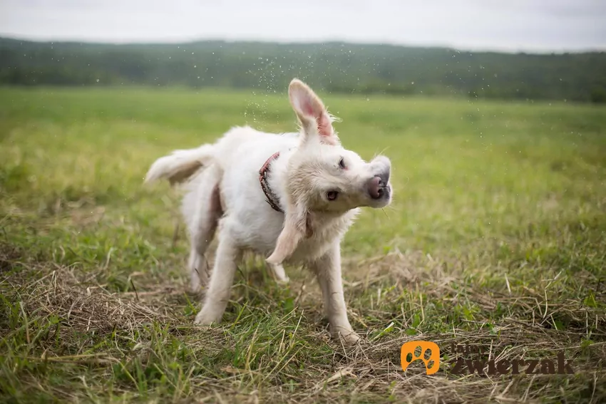 Pies otrząsa się