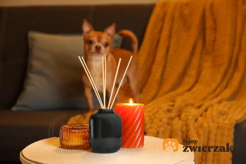 Dyfuzor zapachowy i pies w tle