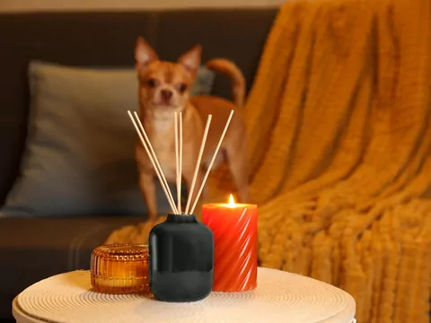 Wpływ zapachów na zwierzęta