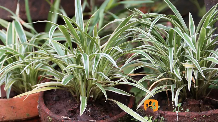 Jedną z najbardziej znanych i jednocześnie bezpiecznych dla czworonogów roślin jest zielistka Zielistka w doniczce