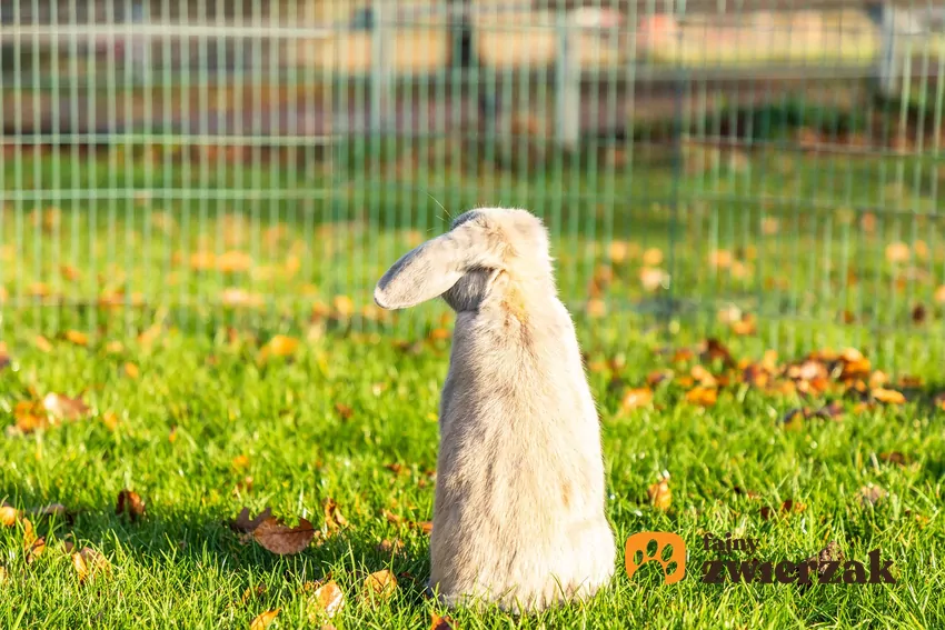 Królik w zewnętrznym kojcu