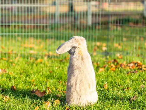 Sezonowe zagrożenia dla królika