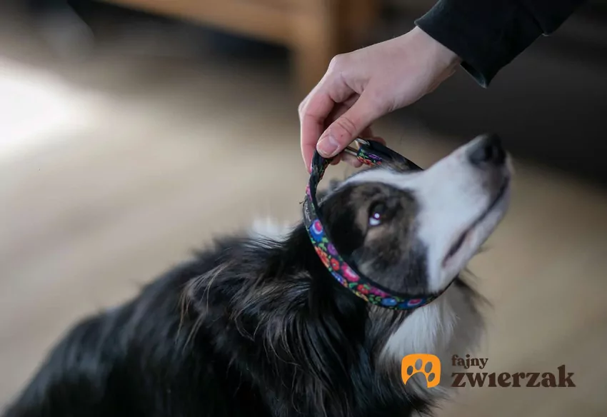 Niektóre gadżety dla psów są popularne, ale nie polecane przez behawiorystów Dłoń zakłada obrożę na szyje psa