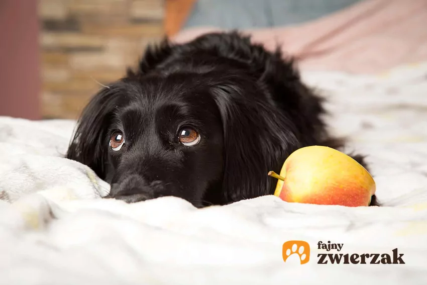Czarny pies leży obok jabłka