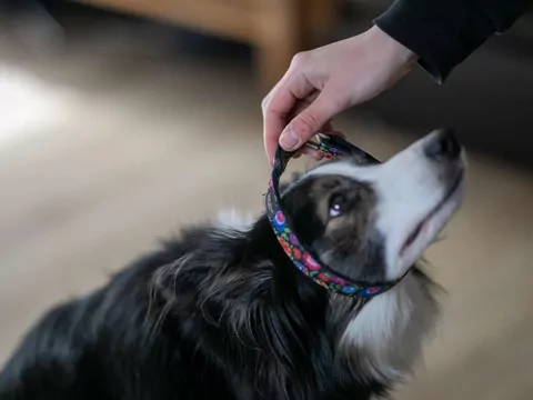 Niepolecane gadżety dla psa