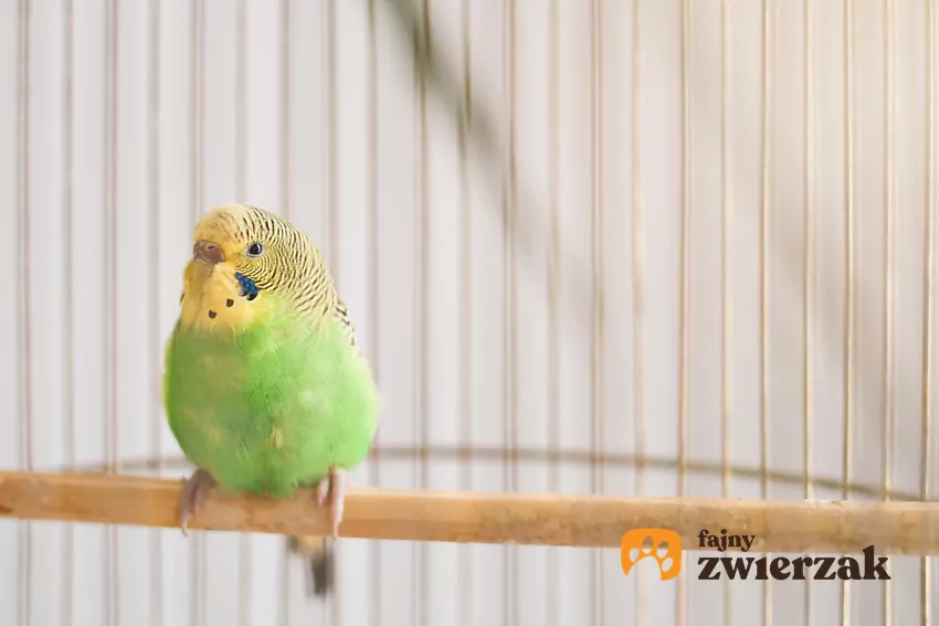 W okresie zimowym warto zadbać o utrzymanie stałej, umiarkowanej temperatury w pomieszczeniu, w którym przebywa papuga Papużka falista w klatce
