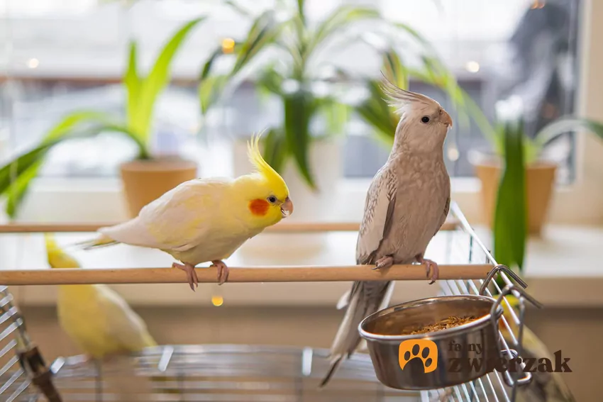 Lato bywa szczególnie niebezpieczne dla papug przebywających w mieszkaniach bez klimatyzacji Papugi nimfy na żerdzi