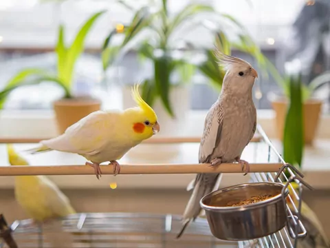 Sezonowe zagrożenia dla papugi