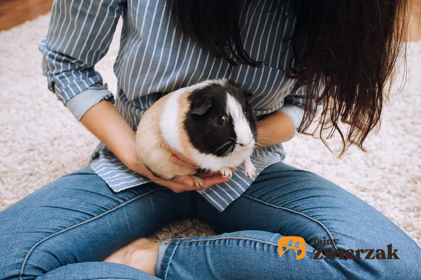 Kobieta trzyma świnkę morską