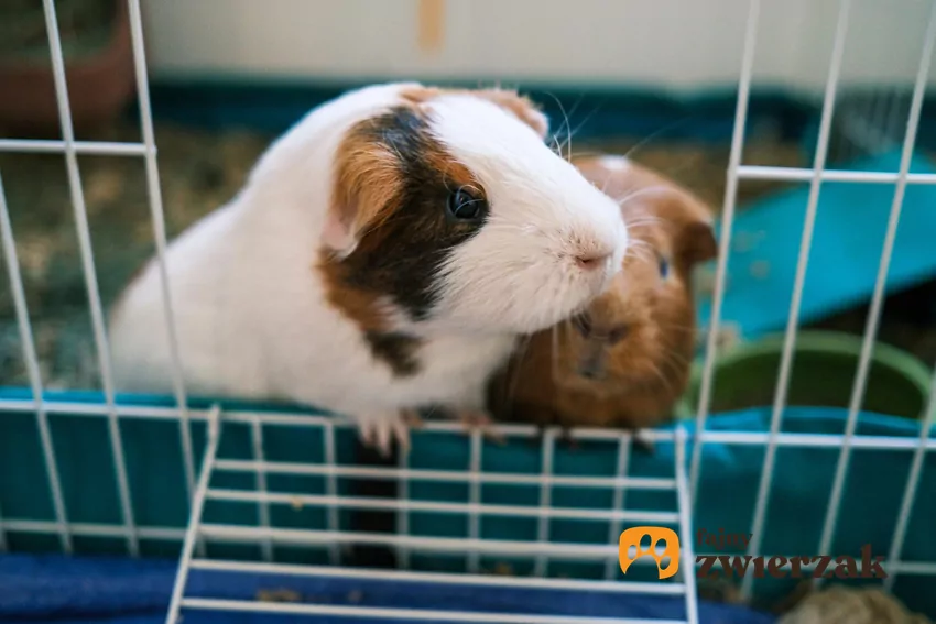 Świnki morskie w klatce