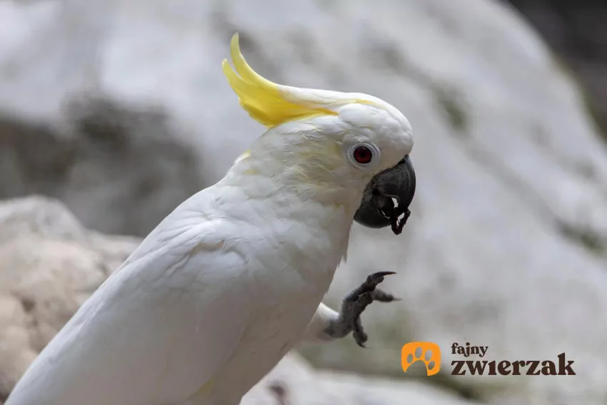 Dodatkowym wyzwaniem w mieszkaniu z papugą jest pył pochodzący z piór, zwłaszcza u gatunków takich jak kakadu czy żako Kakadu