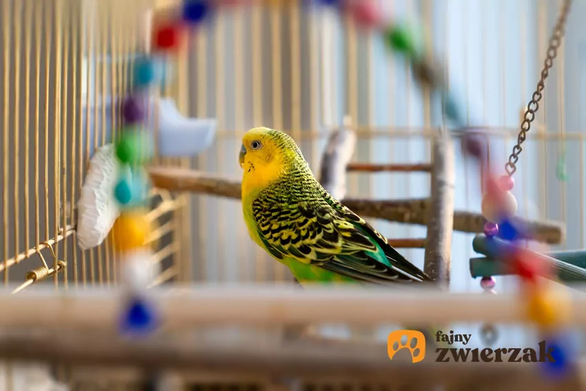 Podstawą higieny w domu z papugą jest regularne sprzątanie klatki, w której mieszka pierzasty pupil Papużka falista w klatce