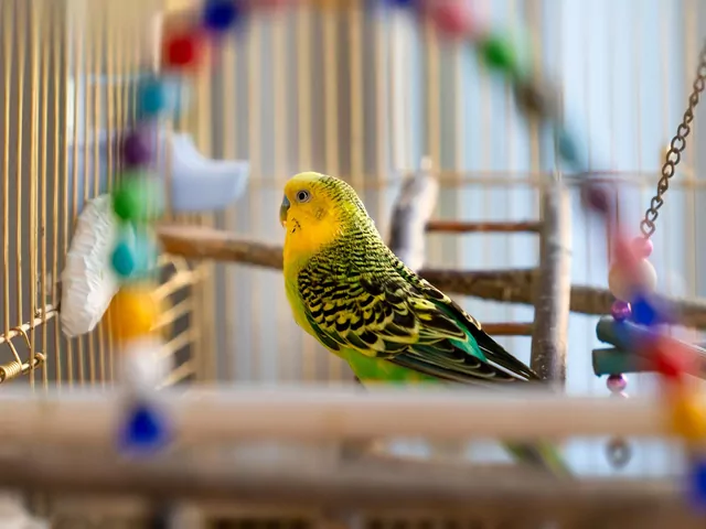 Higiena w mieszkaniu z papugą