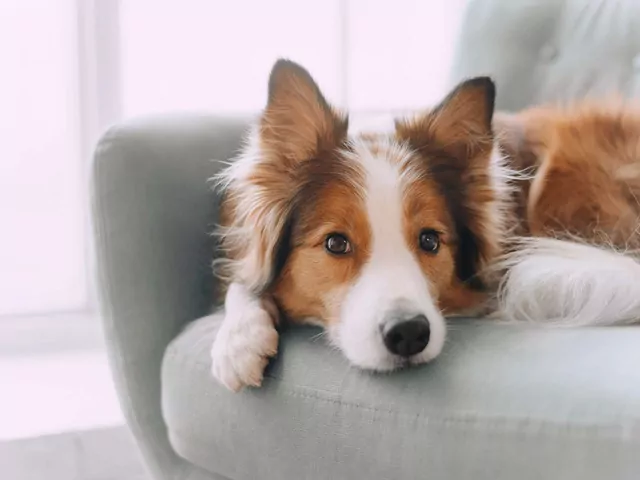 6 psich sygnałów, które warto znać