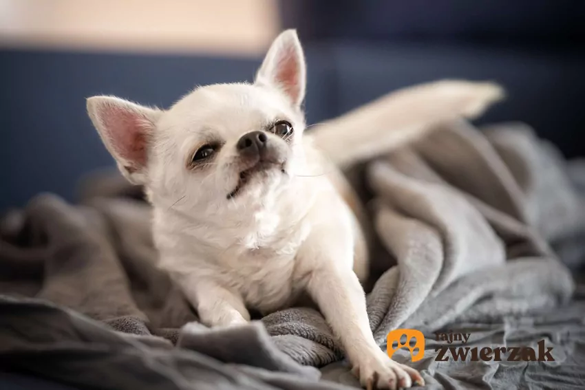 Mały piesek chihuahua