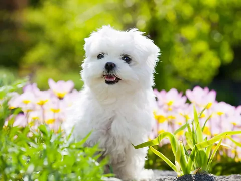 Problemy z psami miniaturowymi