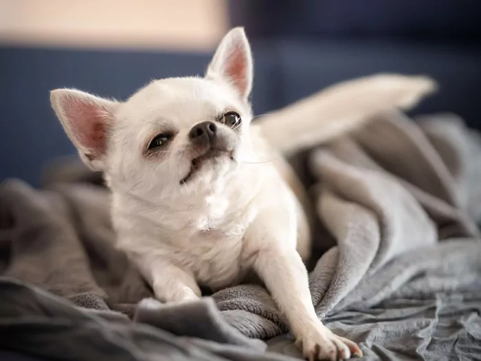 Problemy z psami miniaturowymi