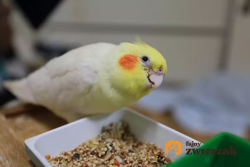 Dieta papugi z wrażliwym żołądkiem powinna być prosta i bazować na produktach wysokiej jakości Papużka nimfa nad miską z jedzeniem