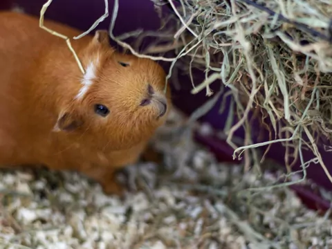 Dieta dla świnki morskiej z delikatnym żołądkiem