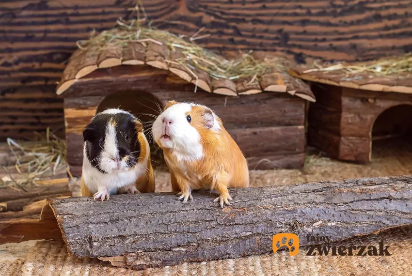 Dwie świnki morskie na kawałku drewna