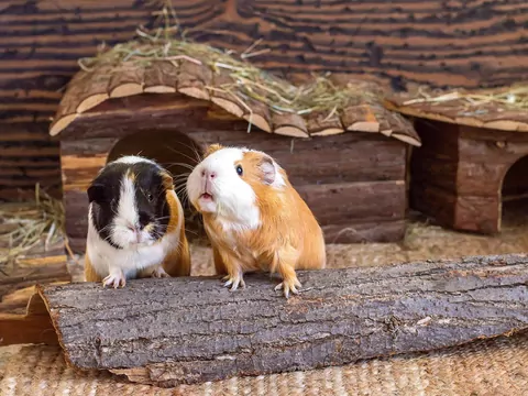 Higiena w mieszkaniu ze świnką morską