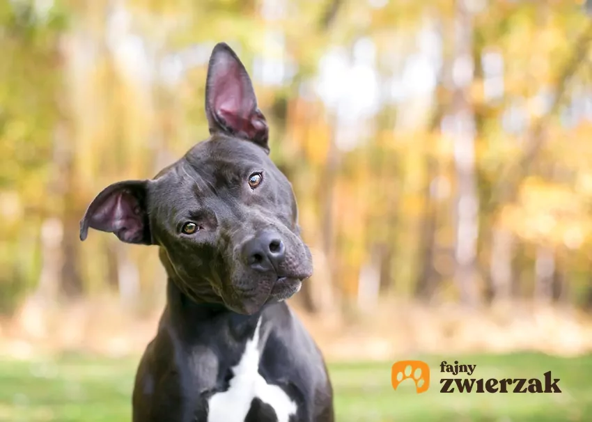 Pies przekrzywia głowę