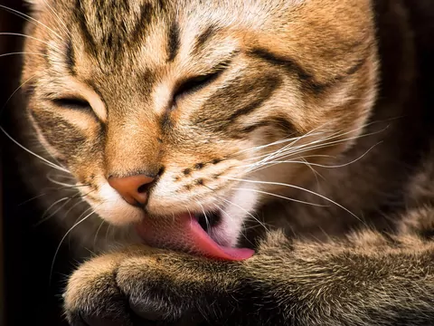 Dlaczego kot liże przedmioty?