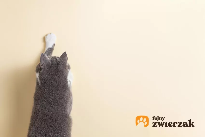 Kiedy kot opiera łapy wysoko na ścianie, rozciąga w ten sposób całe ciało, ze szczególnym uwzględnieniem mięśni grzbietu Kot rozciąga się na ścianie