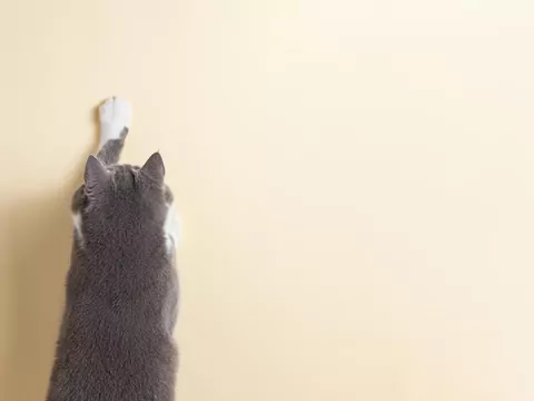 Dlaczego kot rozkłada łapy na ścianie?